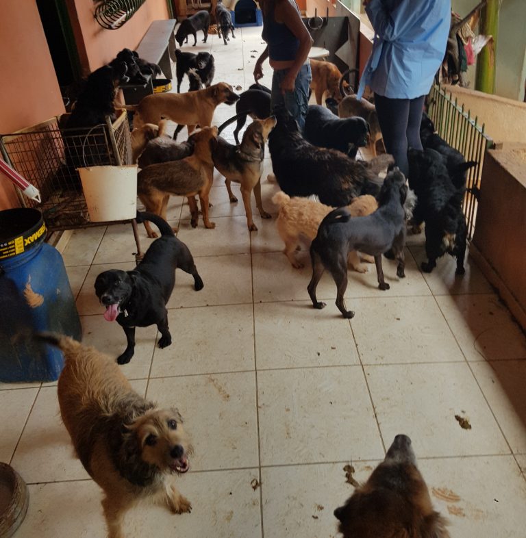 Pesquisa avalia impacto dos abrigos de cães nas leishmanioses ... 